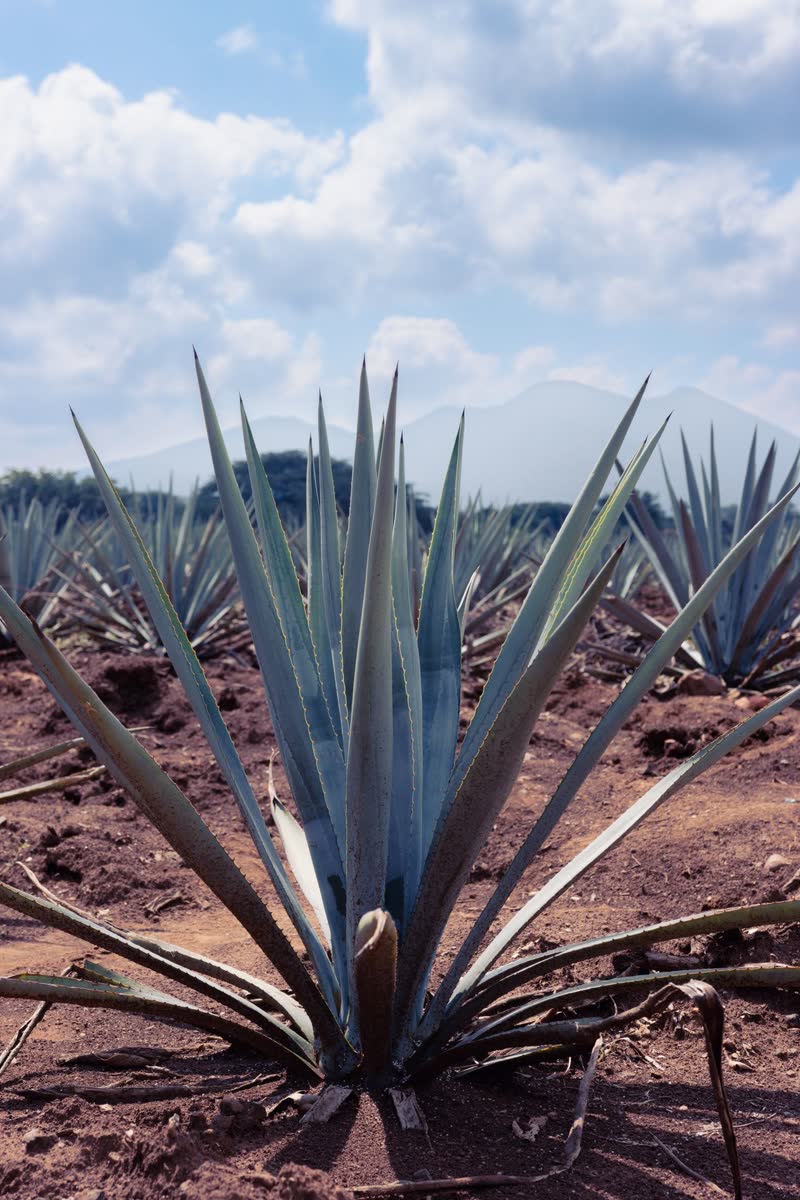 Tequila y Fermentados del Agave